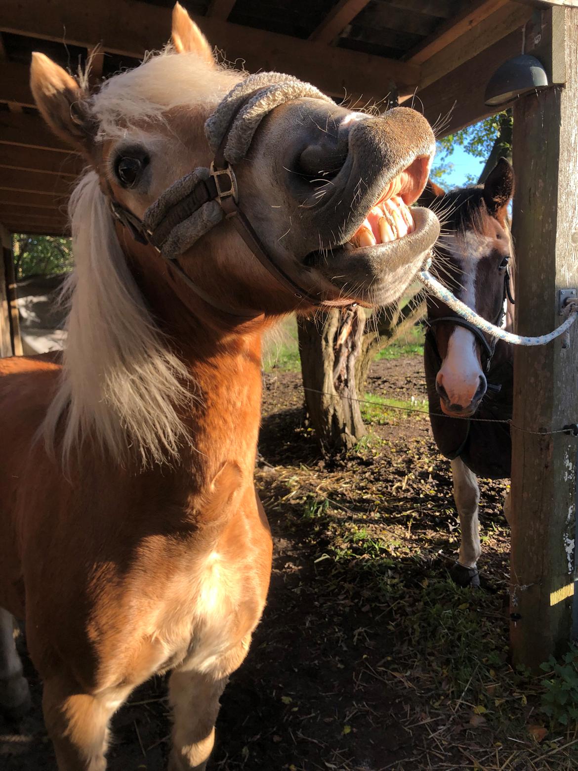 Haflinger Pepsi billede 3