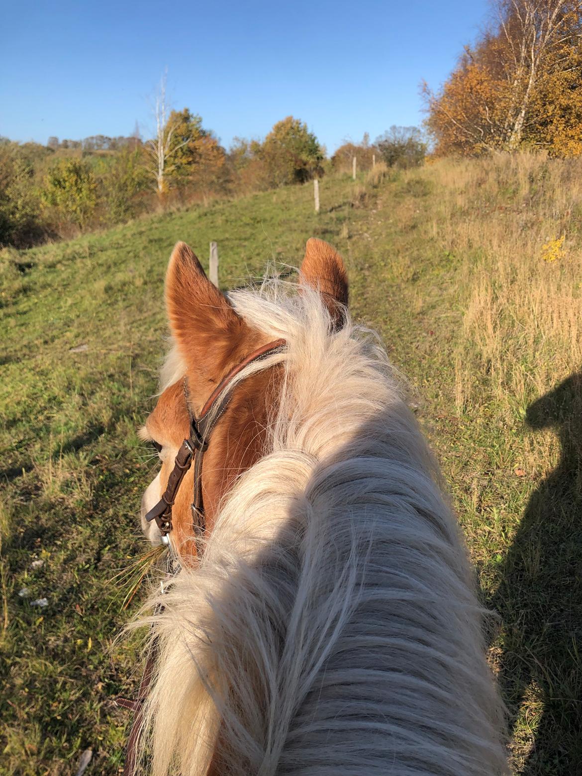 Haflinger Pepsi billede 4