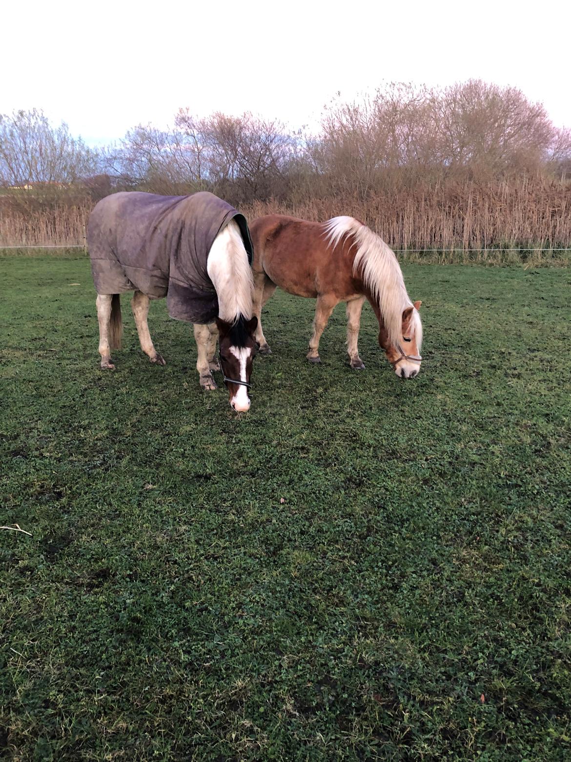 Haflinger Pepsi billede 10