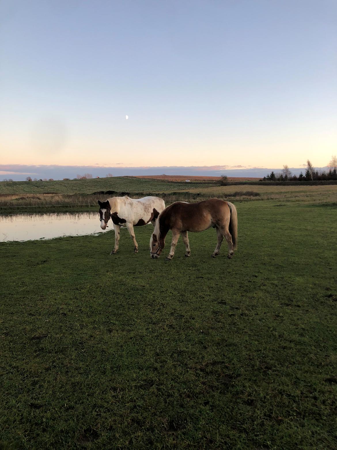 Haflinger Pepsi billede 12