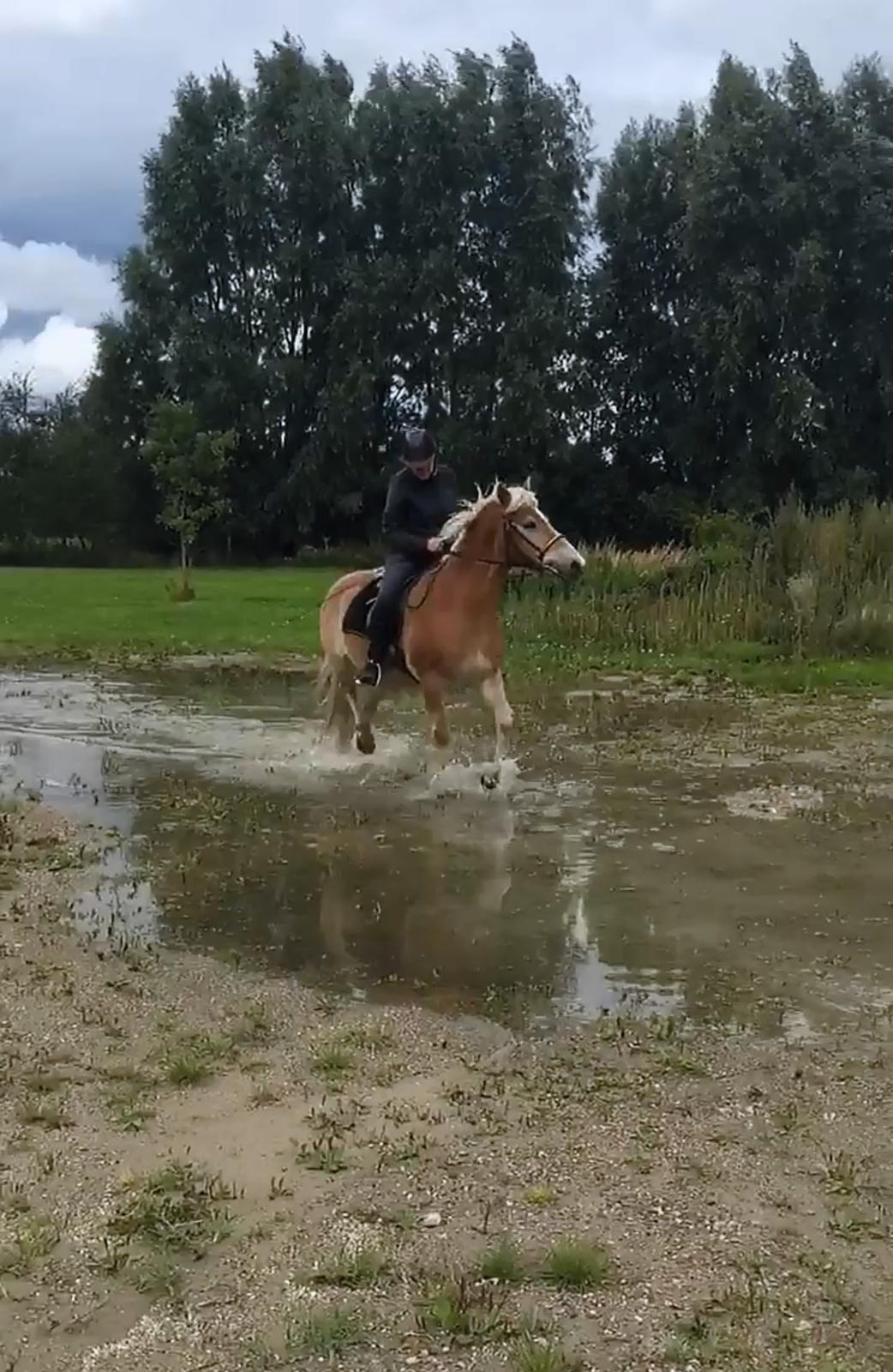 Anden særlig race Pele billede 8