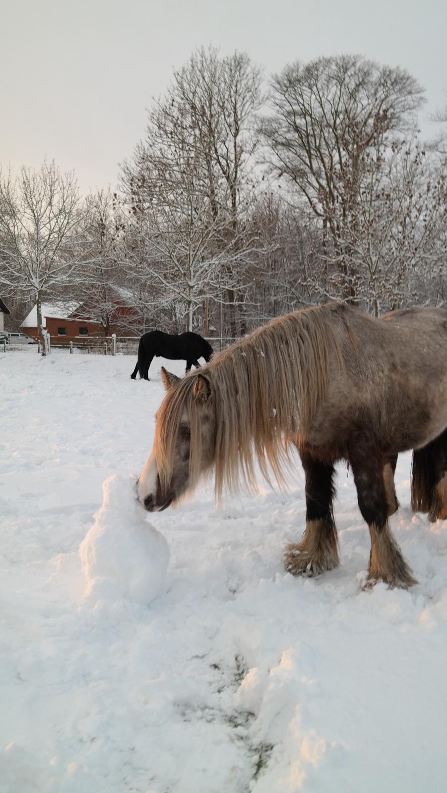 Irish Cob Nydal's Snowman billede 15