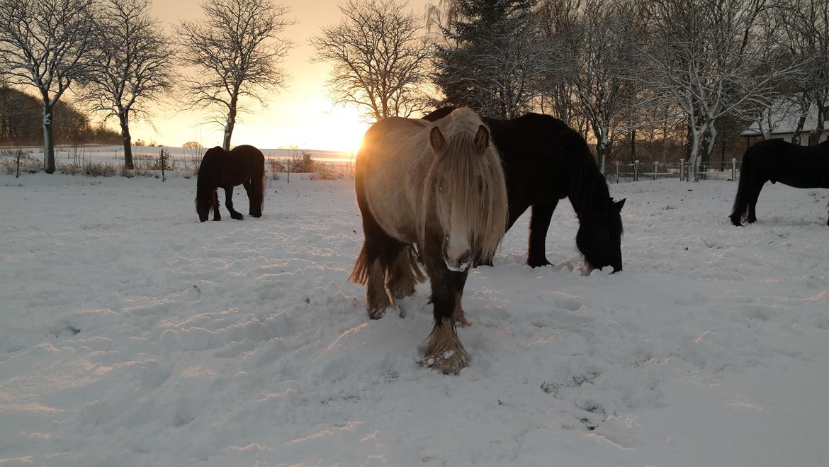 Irish Cob Nydal's Snowman billede 18