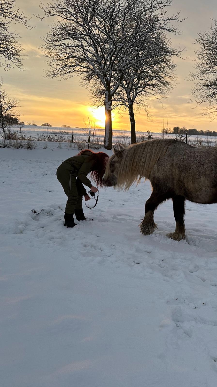 Irish Cob Nydal's Snowman billede 19
