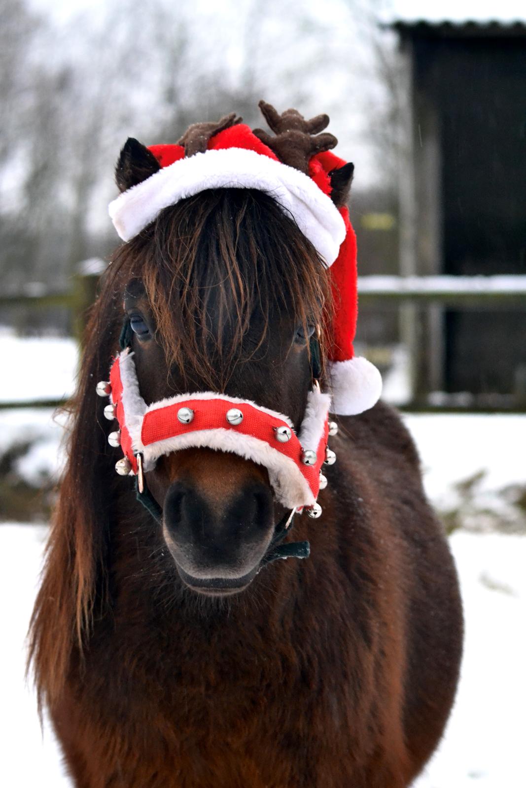 Shetlænder Skovbrynets Felix billede 1