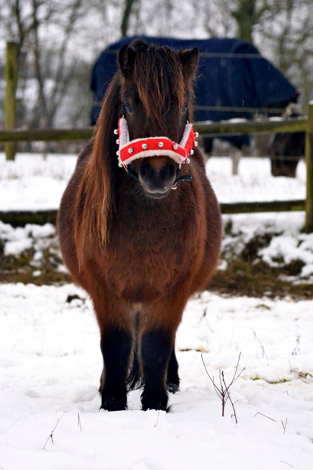 Shetlænder Skovbrynets Felix billede 2