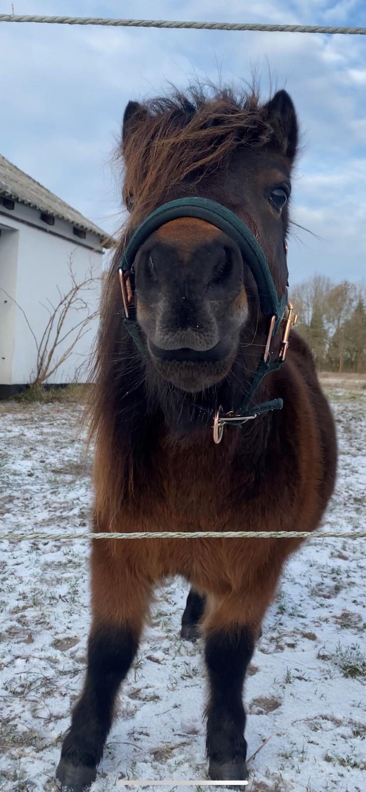 Shetlænder Skovbrynets Felix billede 3