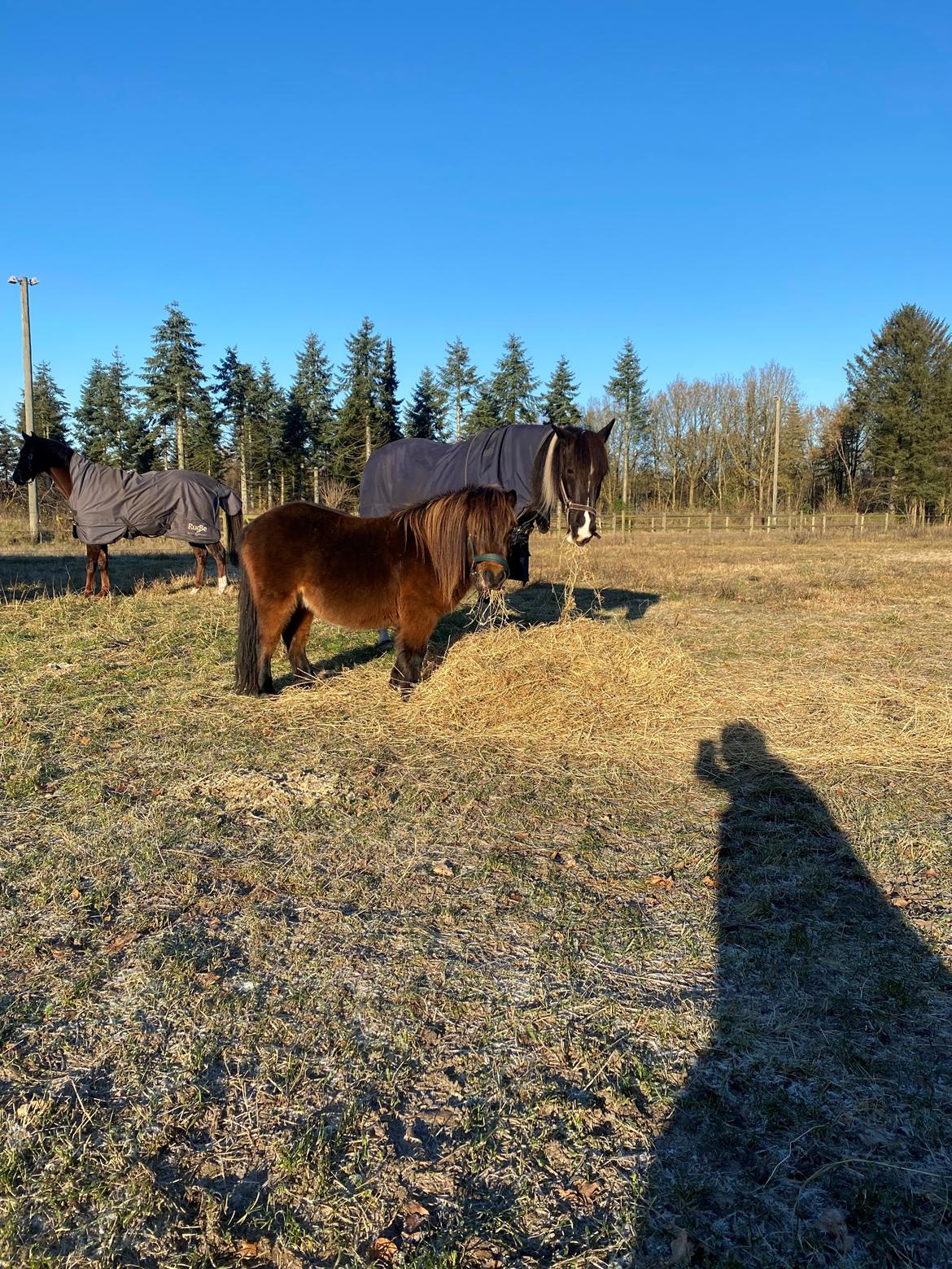 Shetlænder Skovbrynets Felix billede 4