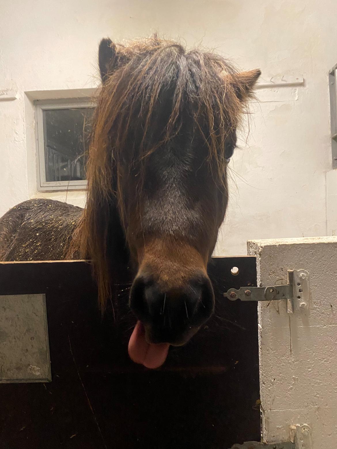 Shetlænder Skovbrynets Felix billede 5