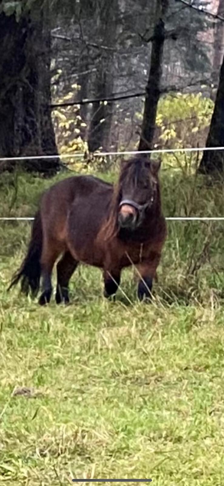 Shetlænder Skovbrynets Felix billede 6