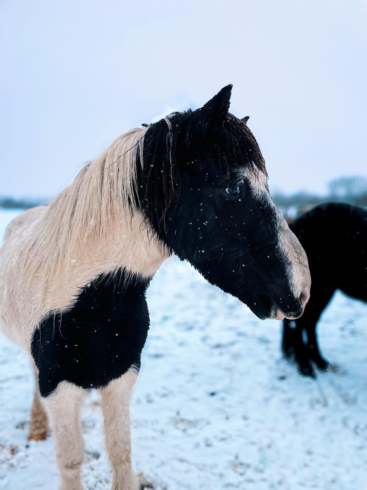 Islænder Tumi fra Lyskjær billede 19