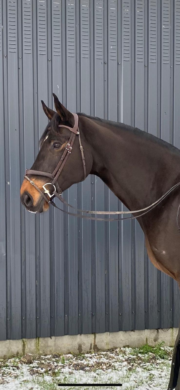 Holstener Catoona billede 12