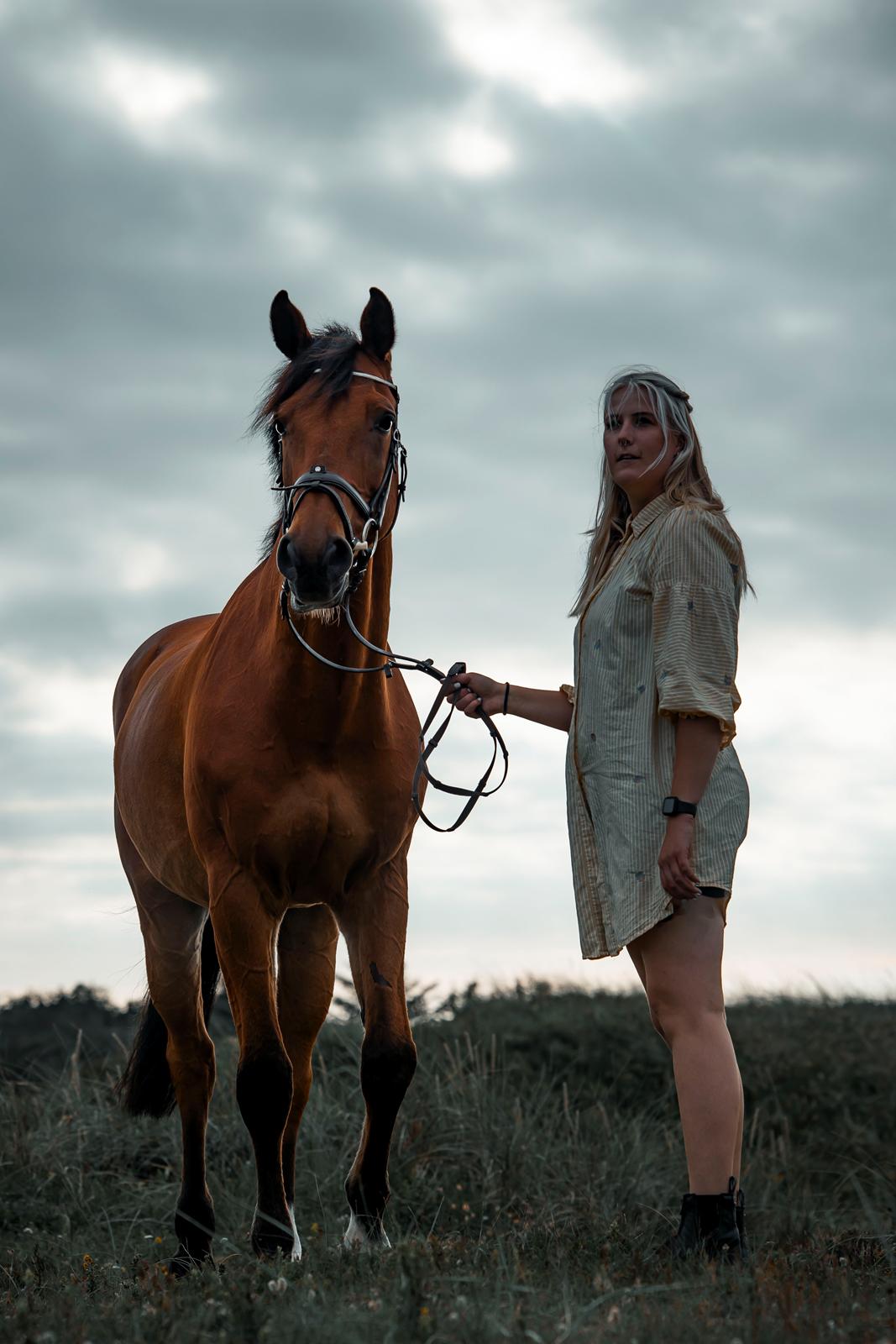 Dansk Varmblod Hero billede 4