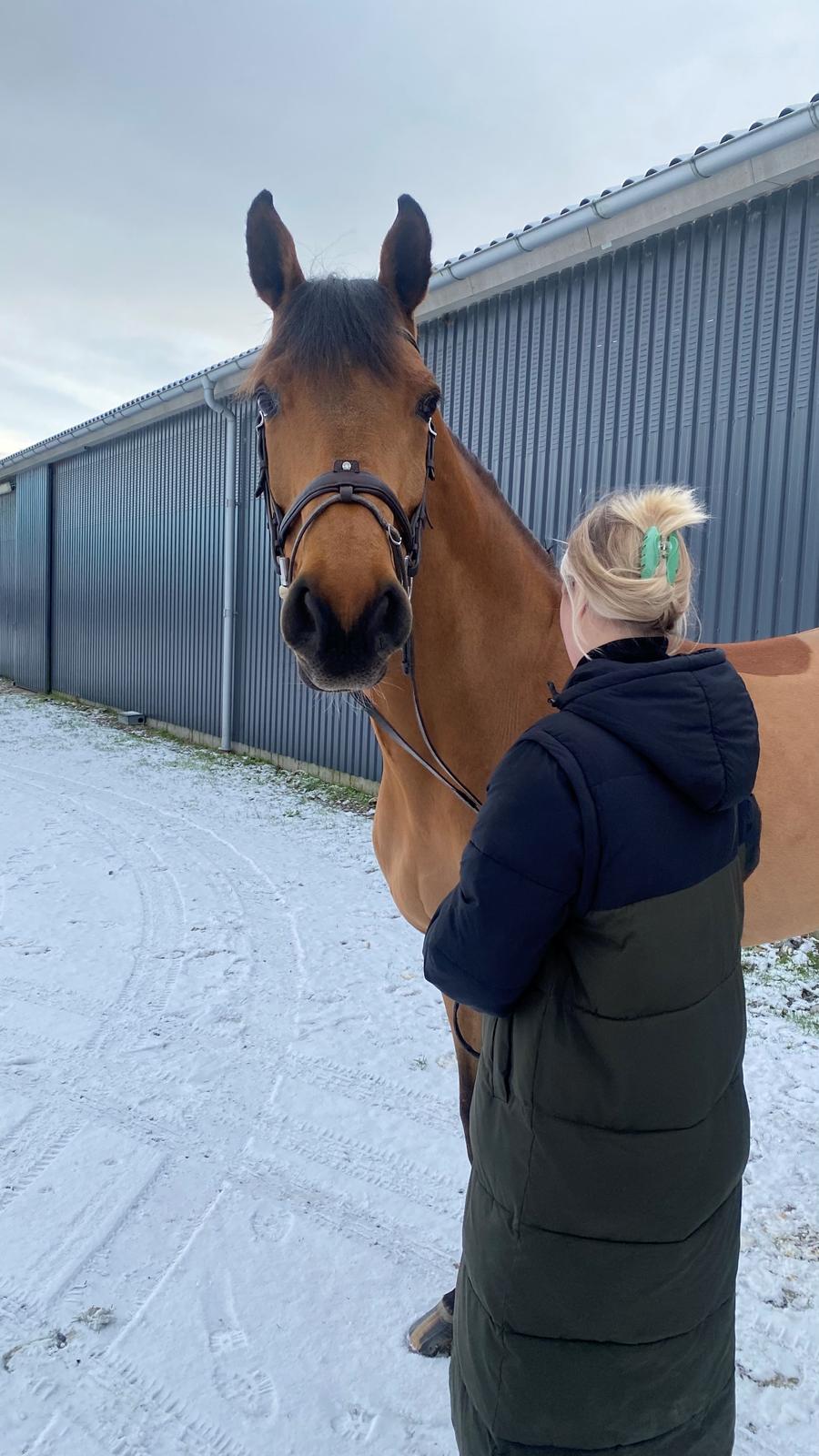 Dansk Varmblod Hero billede 12