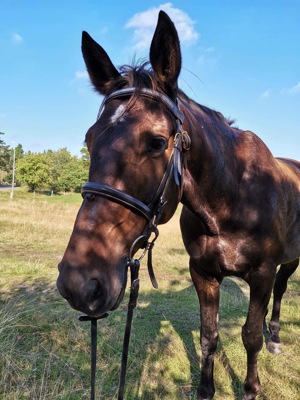 Anden særlig race Lundsmindes Nobell billede 3
