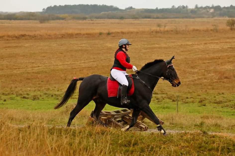 Anden særlig race Lundsmindes Nobell billede 7