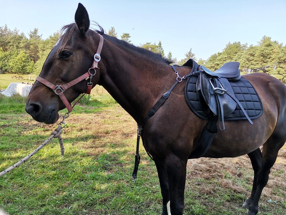 Anden særlig race Lundsmindes Nobell billede 4