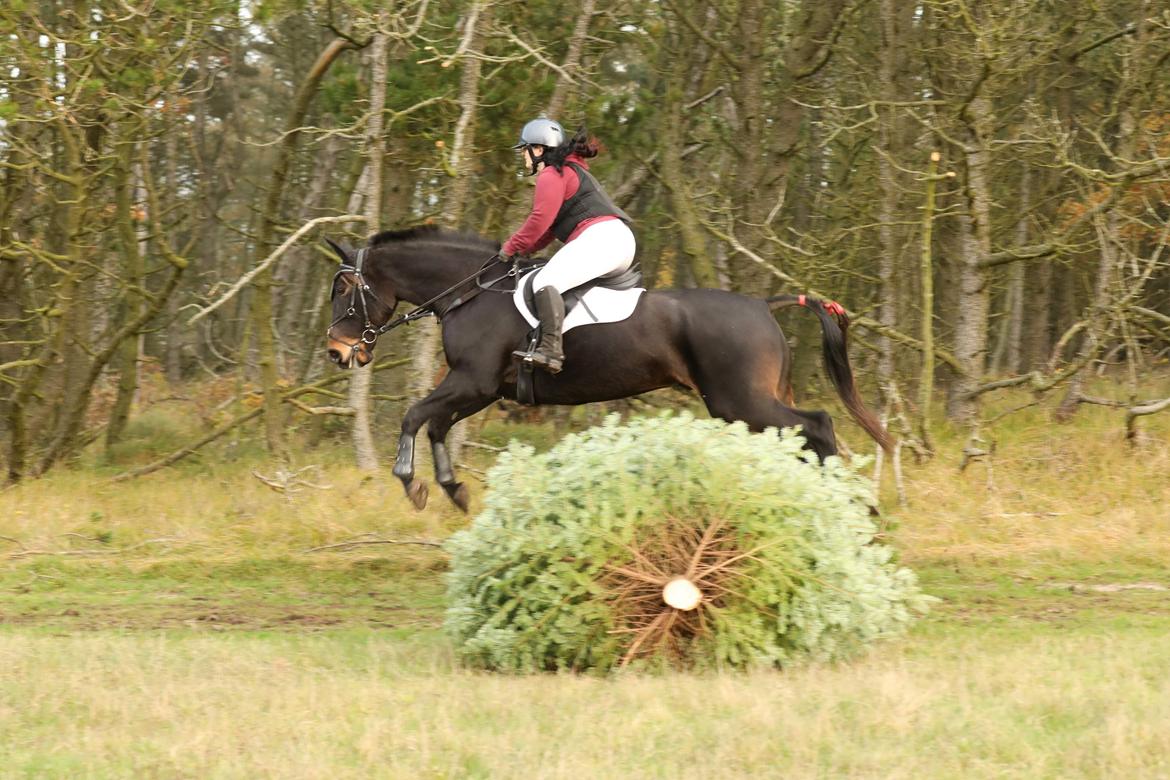 Anden særlig race Lundsmindes Nobell billede 9