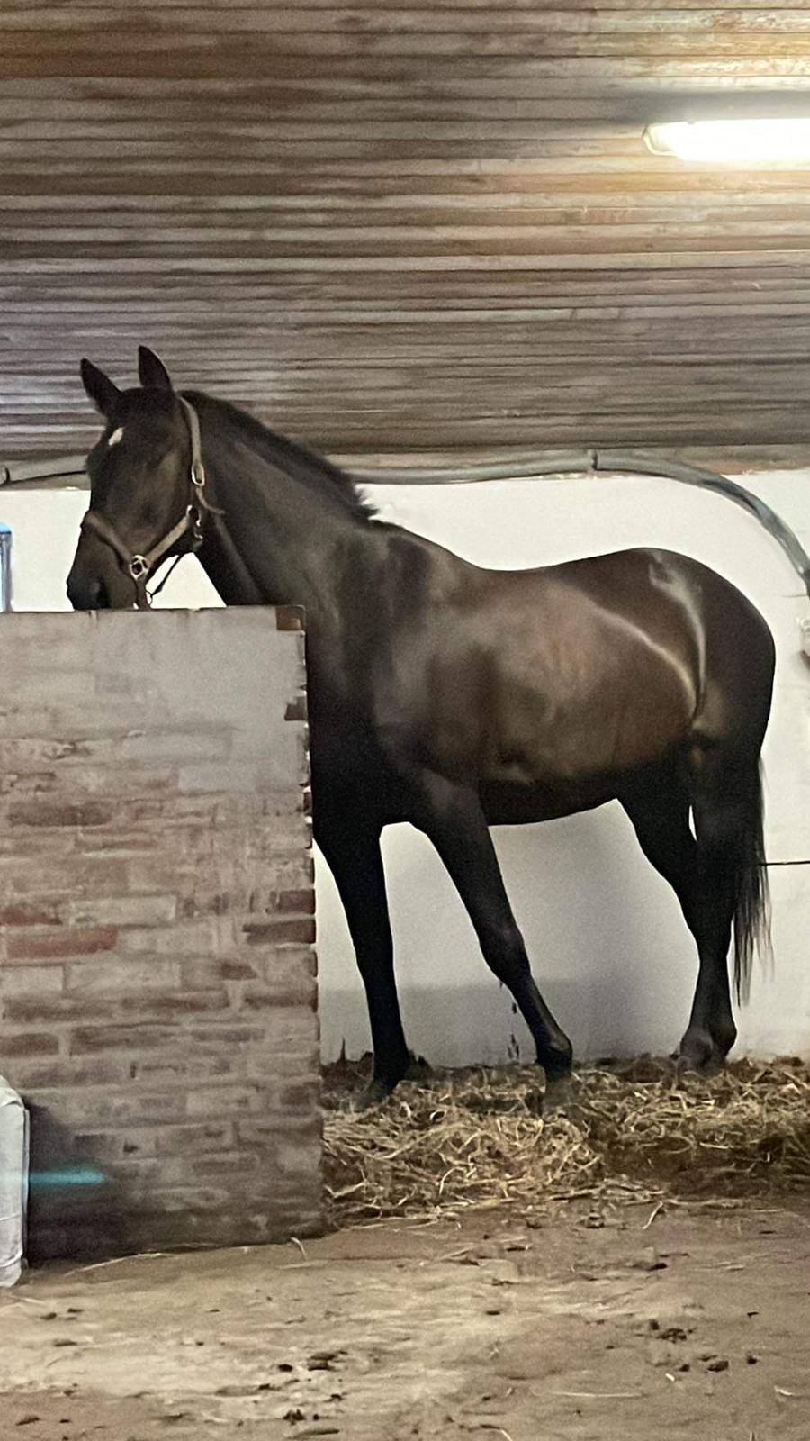 Anden særlig race Lundsmindes Nobell billede 12