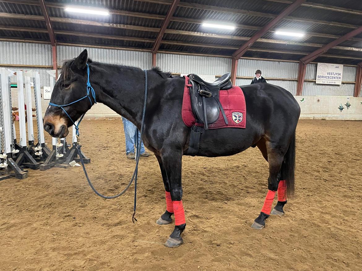 Anden særlig race Lundsmindes Nobell billede 13