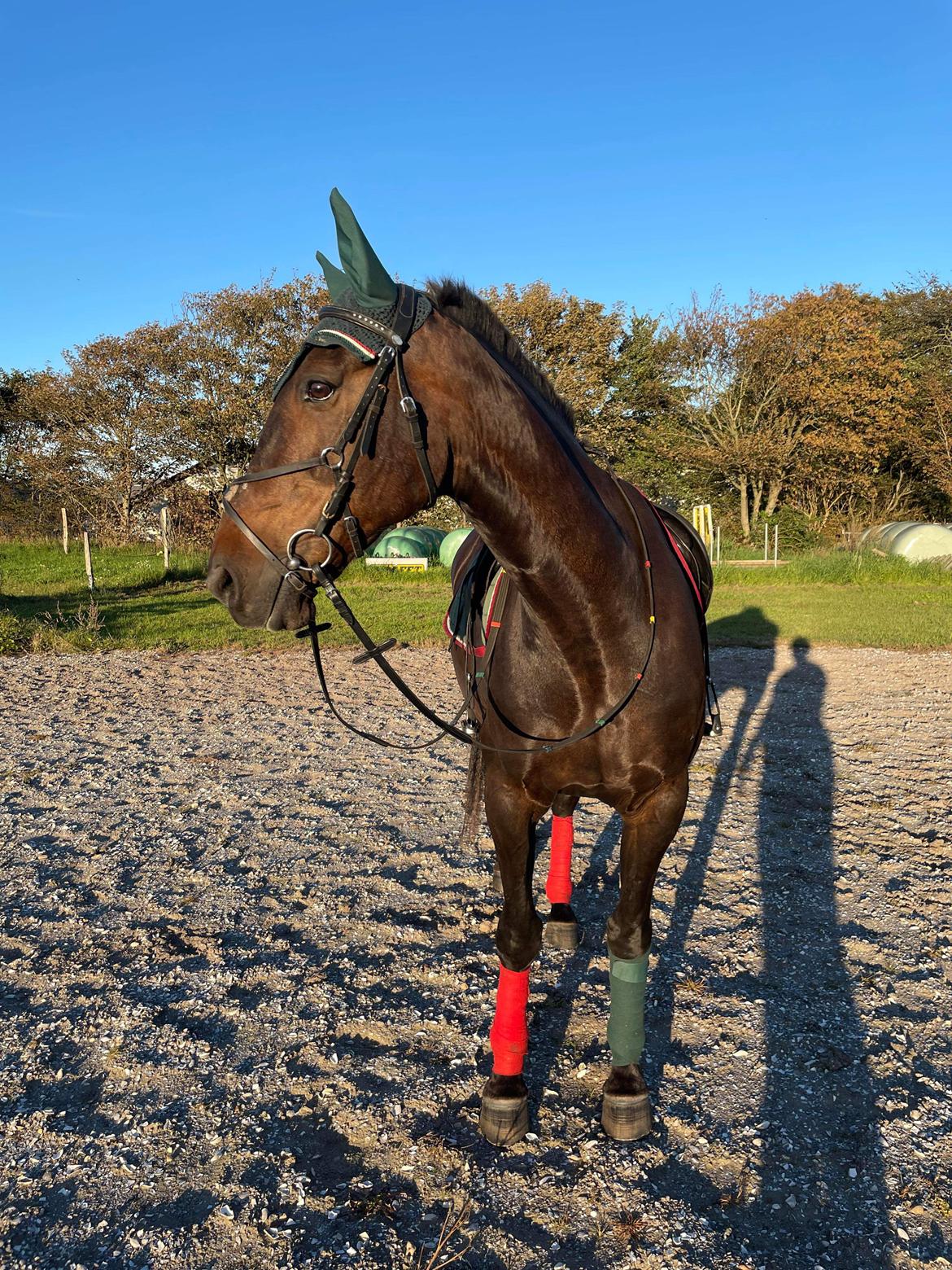 Anden særlig race Lundsmindes Nobell billede 11