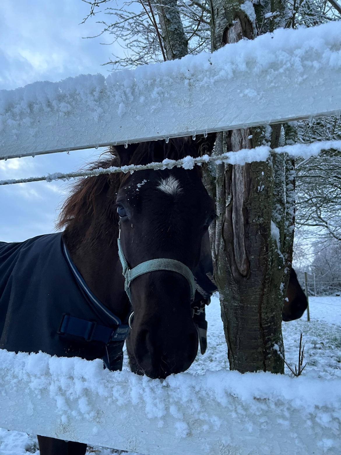 Anden særlig race Cera Rame billede 9