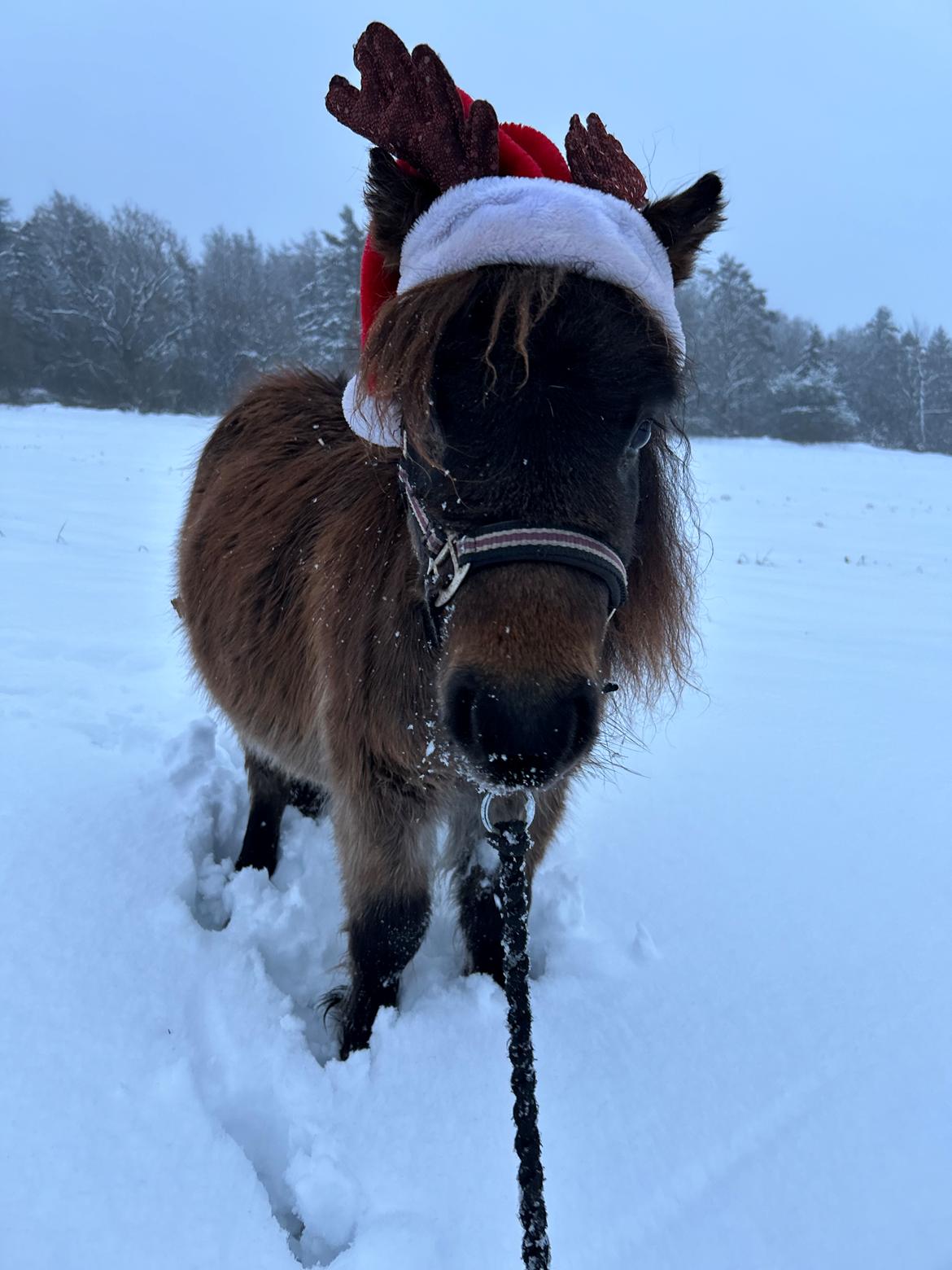 Shetlænder Frida fra Birch billede 2