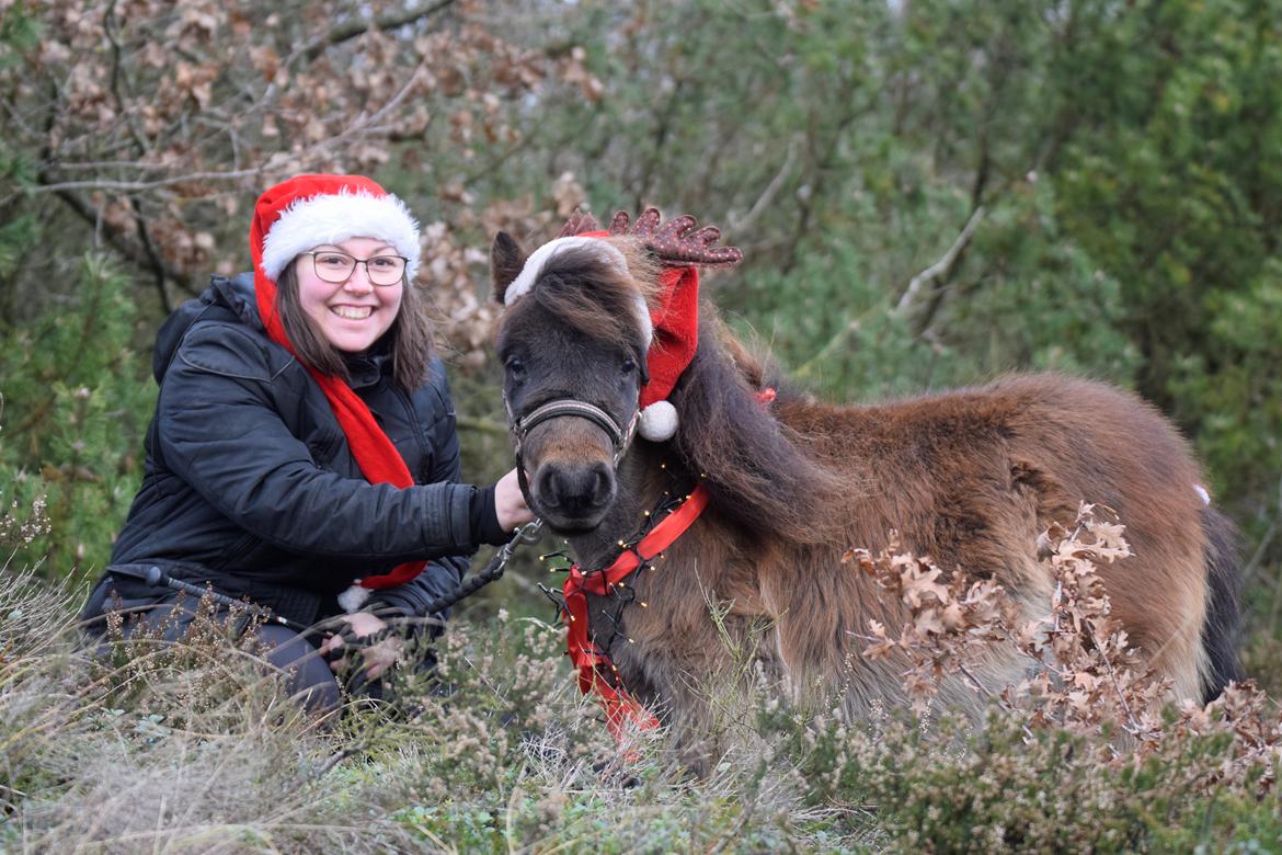 Shetlænder Frida fra Birch billede 1
