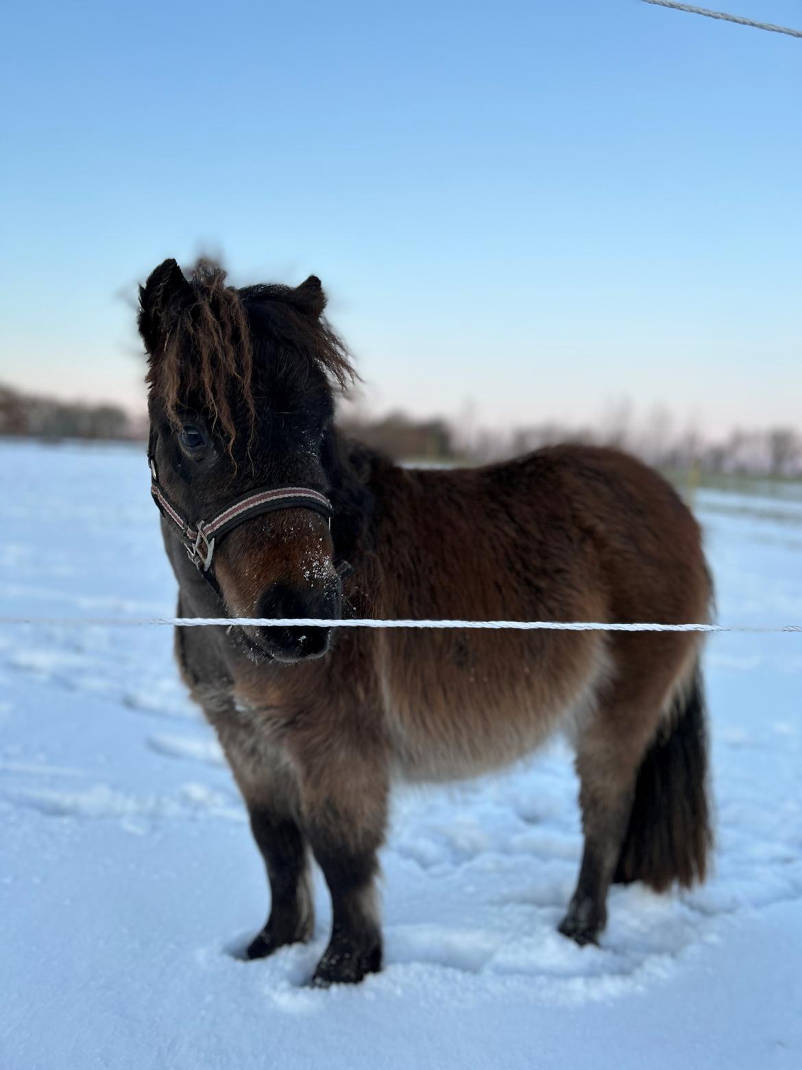 Shetlænder Frida fra Birch billede 3