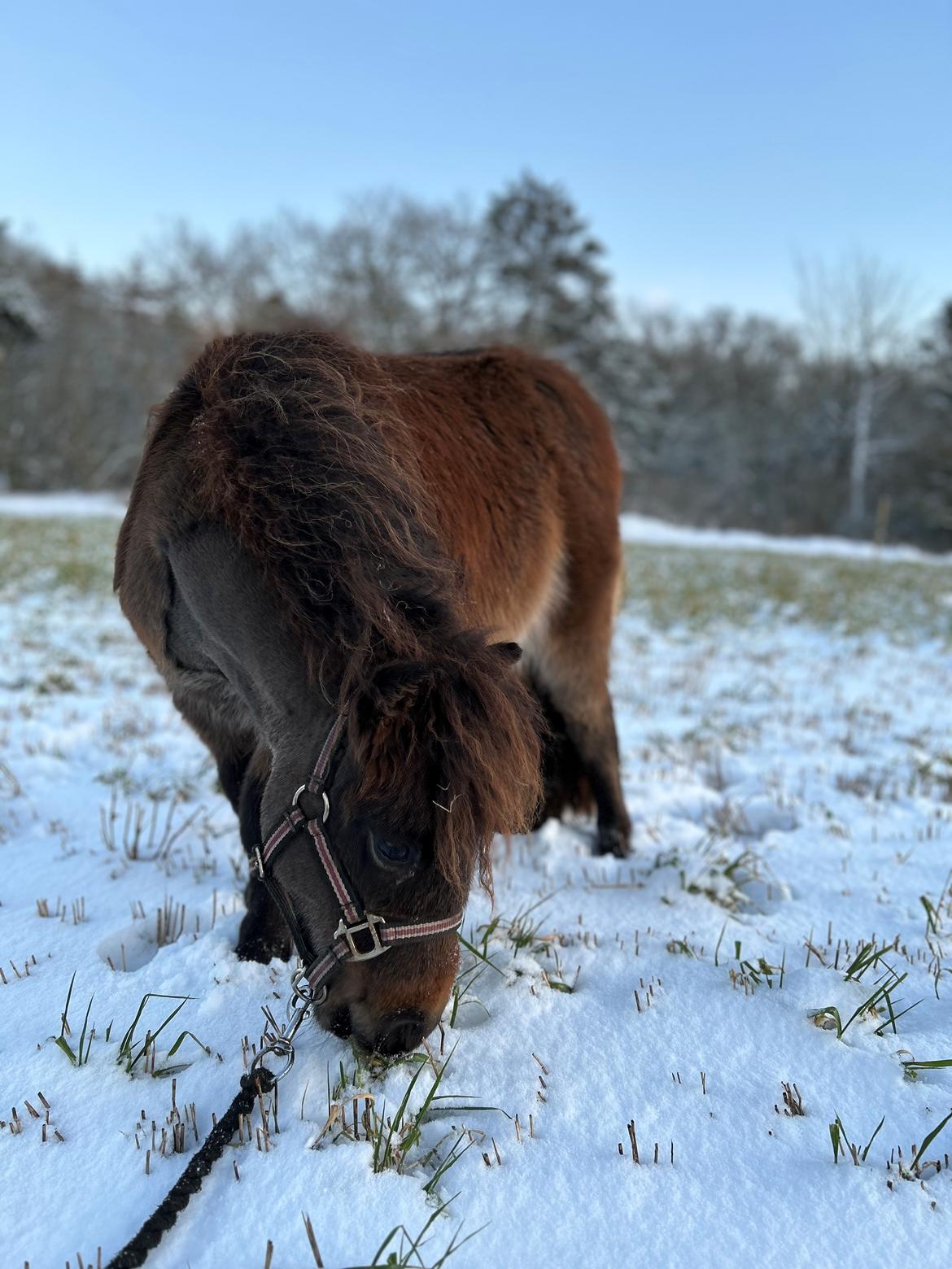 Shetlænder Frida fra Birch billede 4
