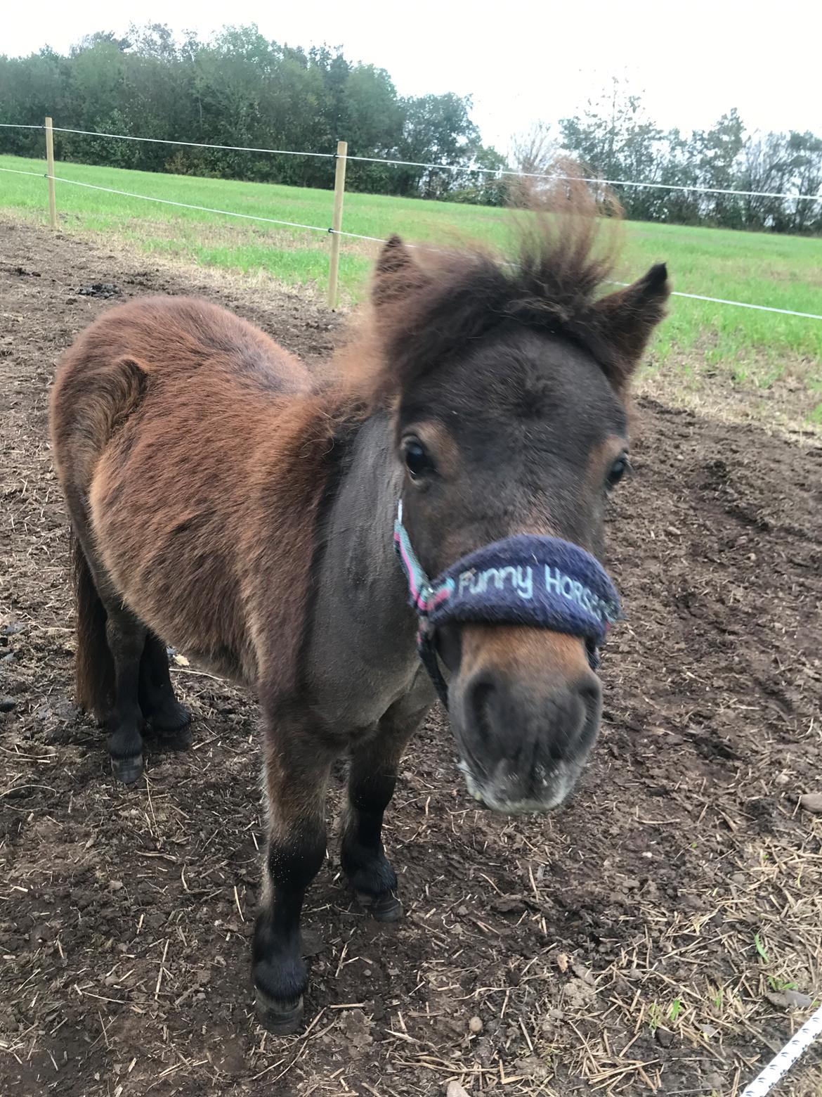 Shetlænder Frida fra Birch billede 5