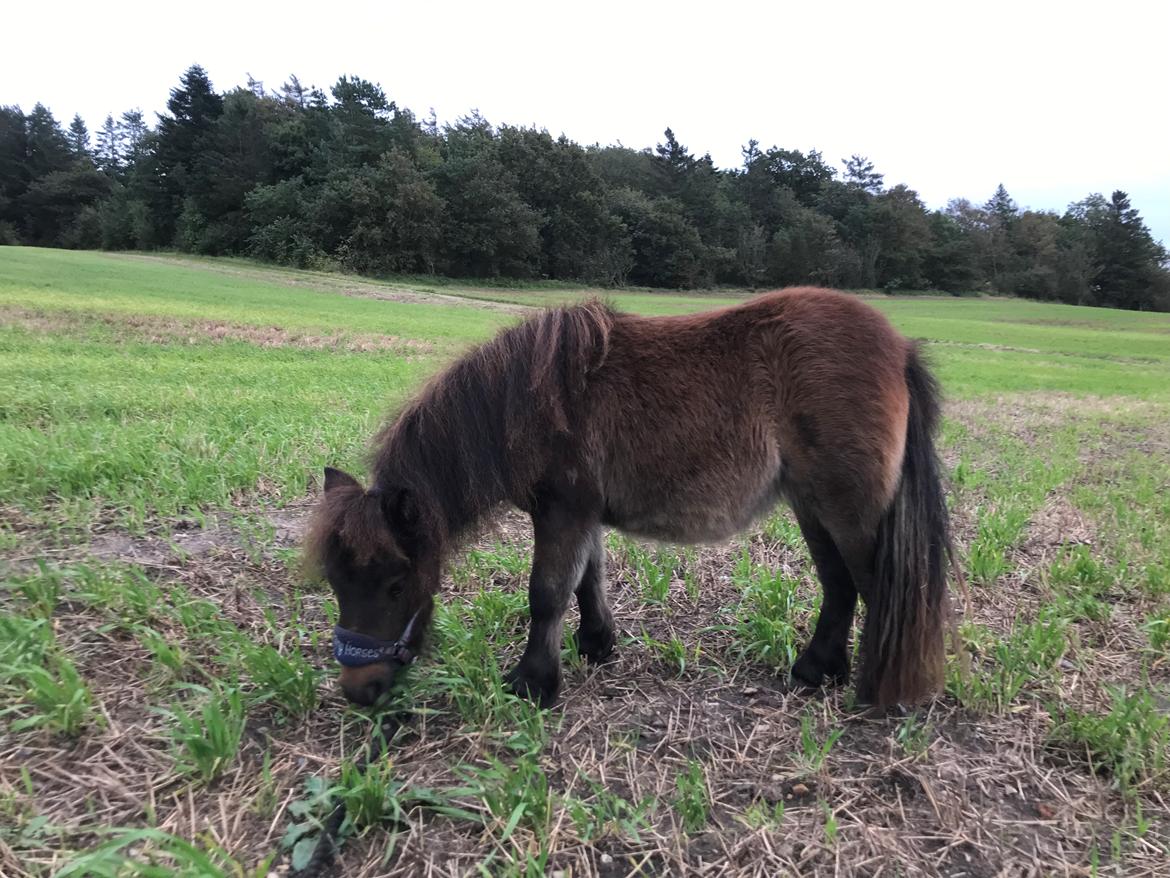 Shetlænder Frida fra Birch billede 6