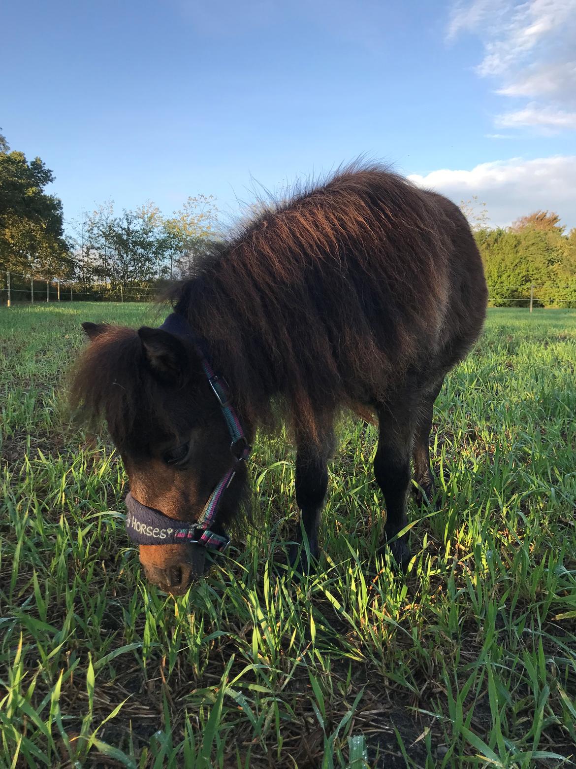 Shetlænder Frida fra Birch billede 8