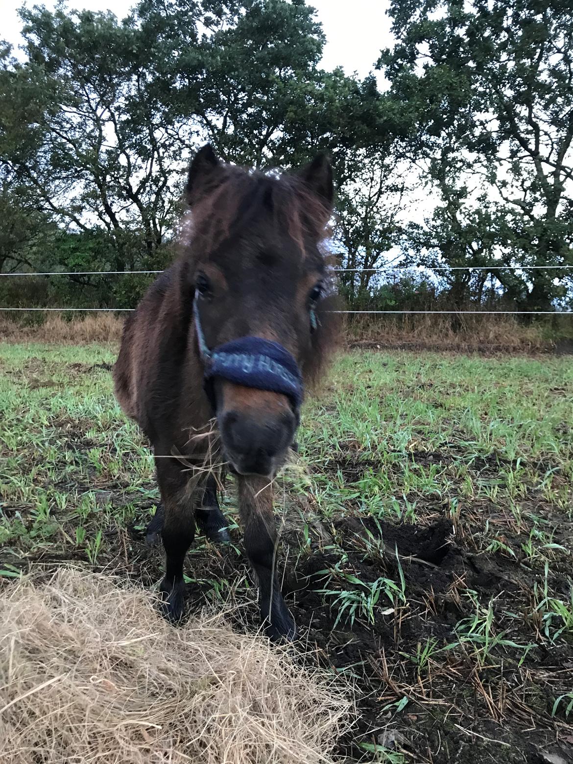 Shetlænder Frida fra Birch billede 7