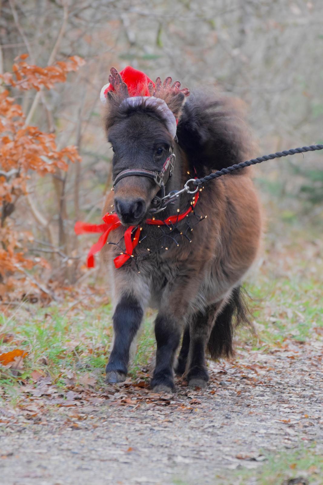 Shetlænder Frida fra Birch billede 9
