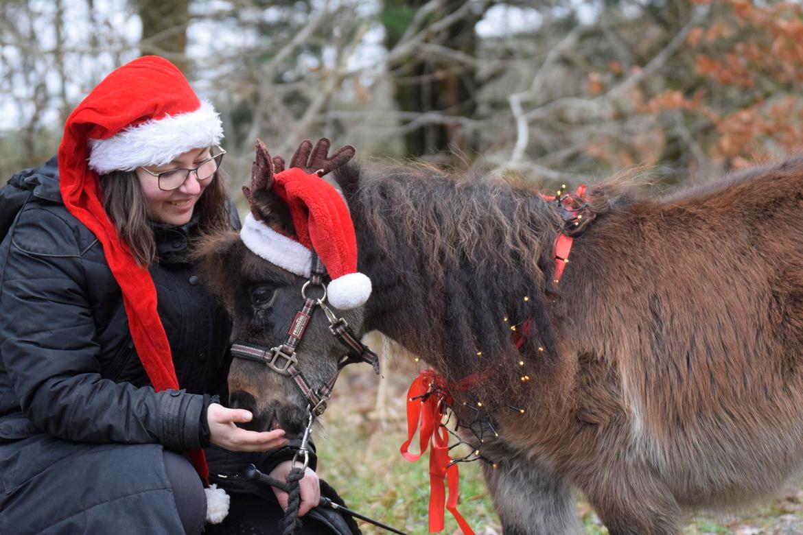 Shetlænder Frida fra Birch billede 10