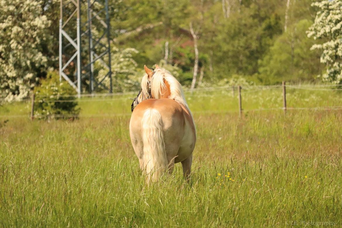 Haflinger Aslan billede 2