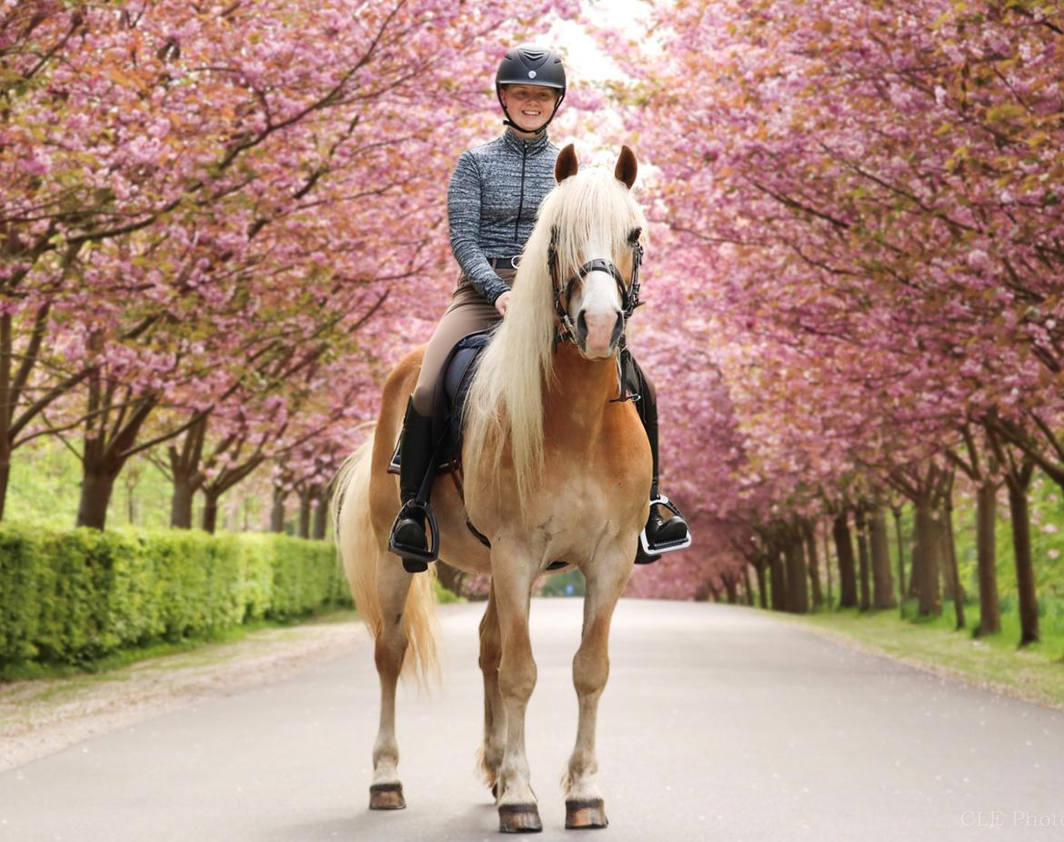 Haflinger Aslan billede 3