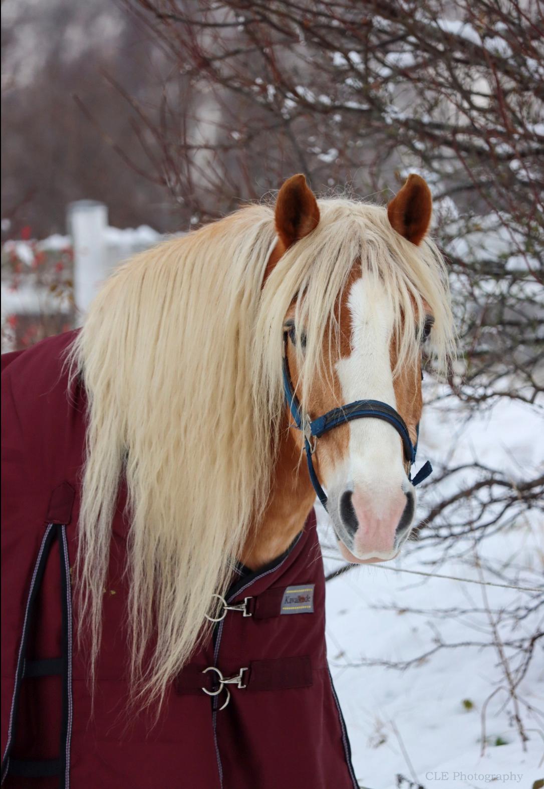 Haflinger Aslan billede 4