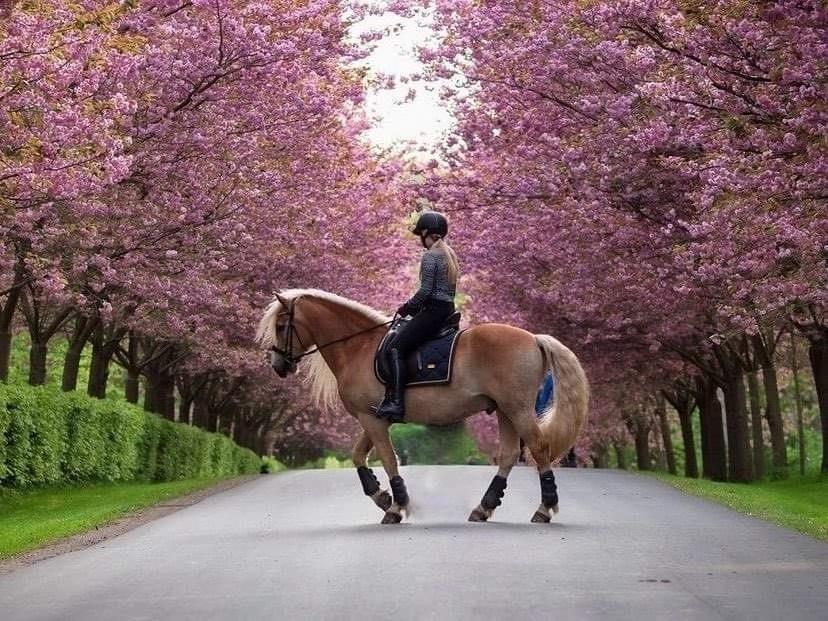 Haflinger Aslan billede 1