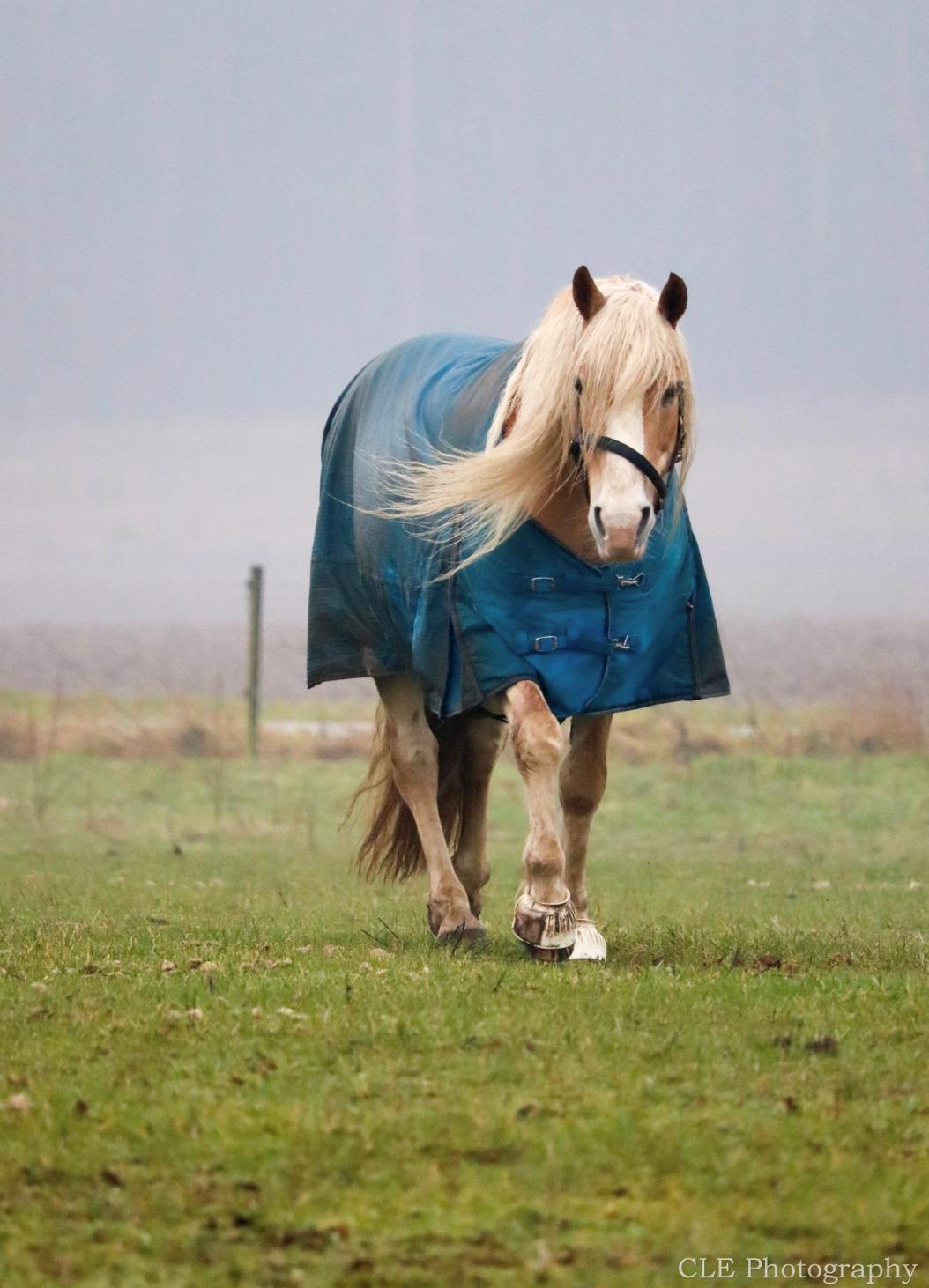 Haflinger Aslan billede 5