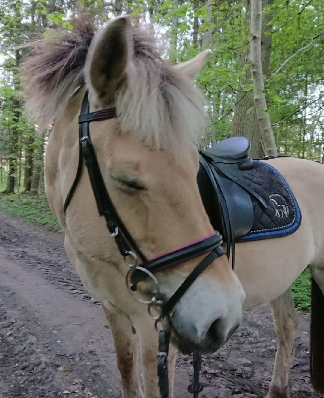 Fjordhest Kastanielystens Kandis billede 6