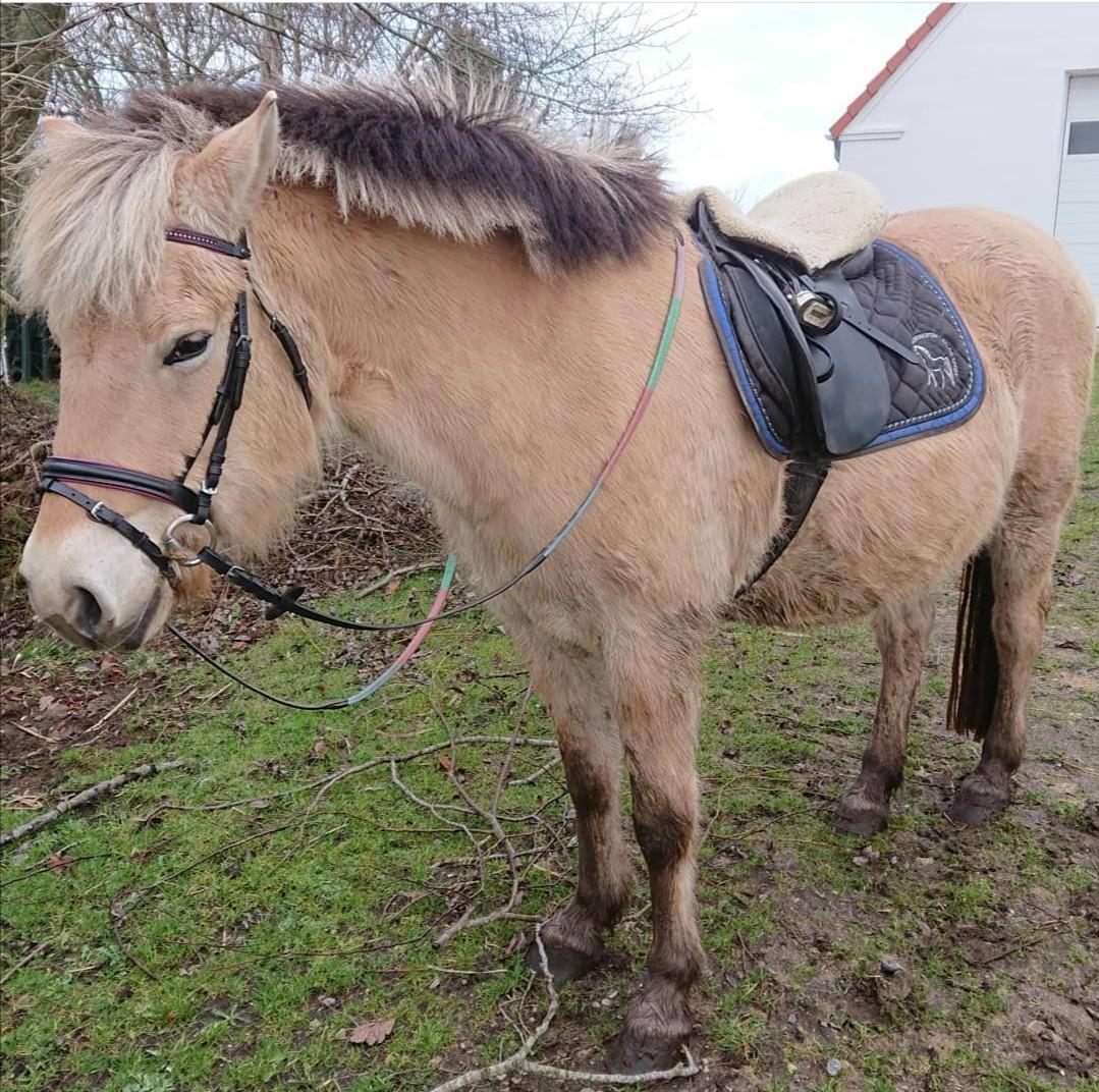 Fjordhest Kastanielystens Kandis billede 8