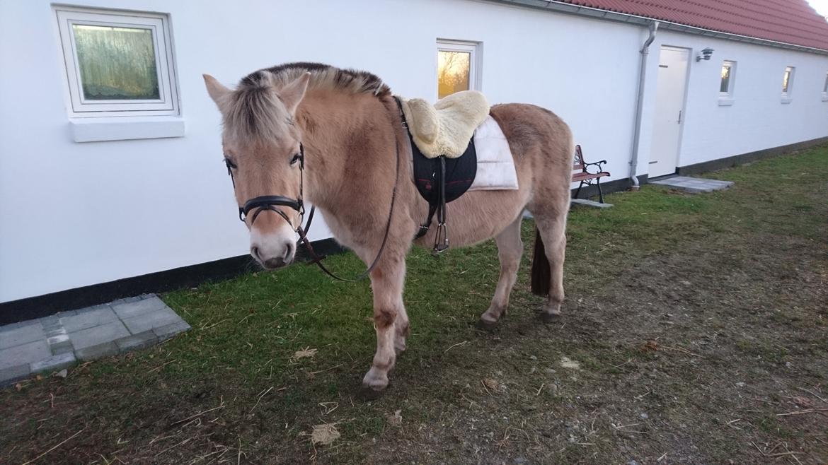 Fjordhest Kastanielystens Kandis billede 12