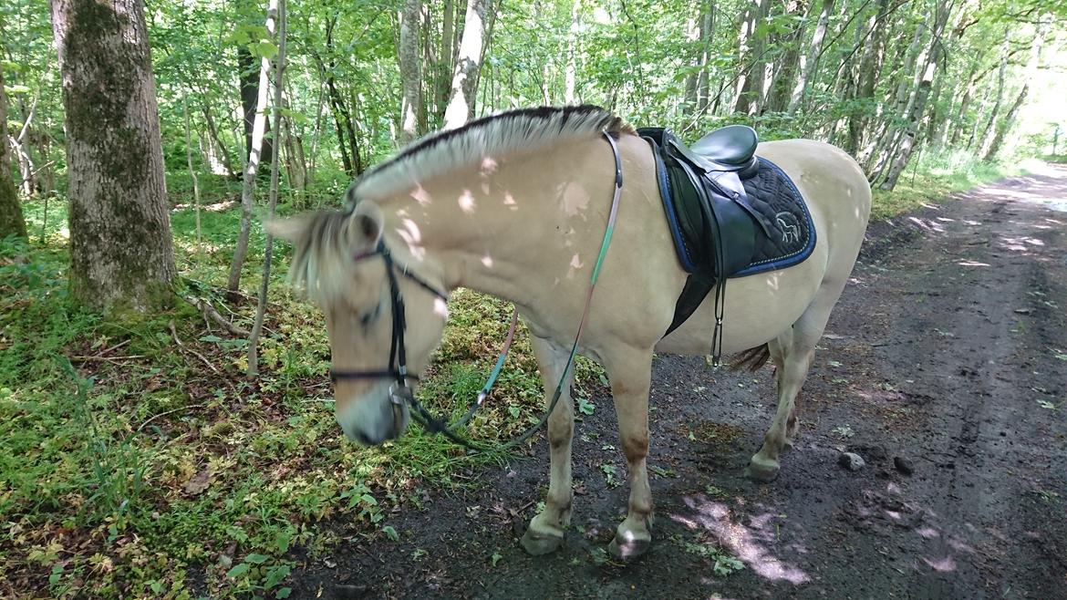 Fjordhest Kastanielystens Kandis billede 16