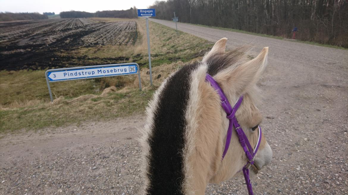 Fjordhest Kastanielystens Kandis billede 14