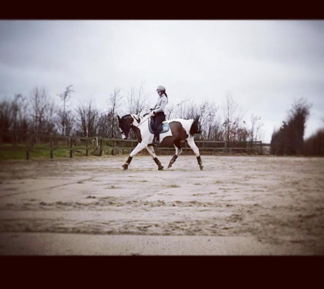 Pinto Sasja billede 10