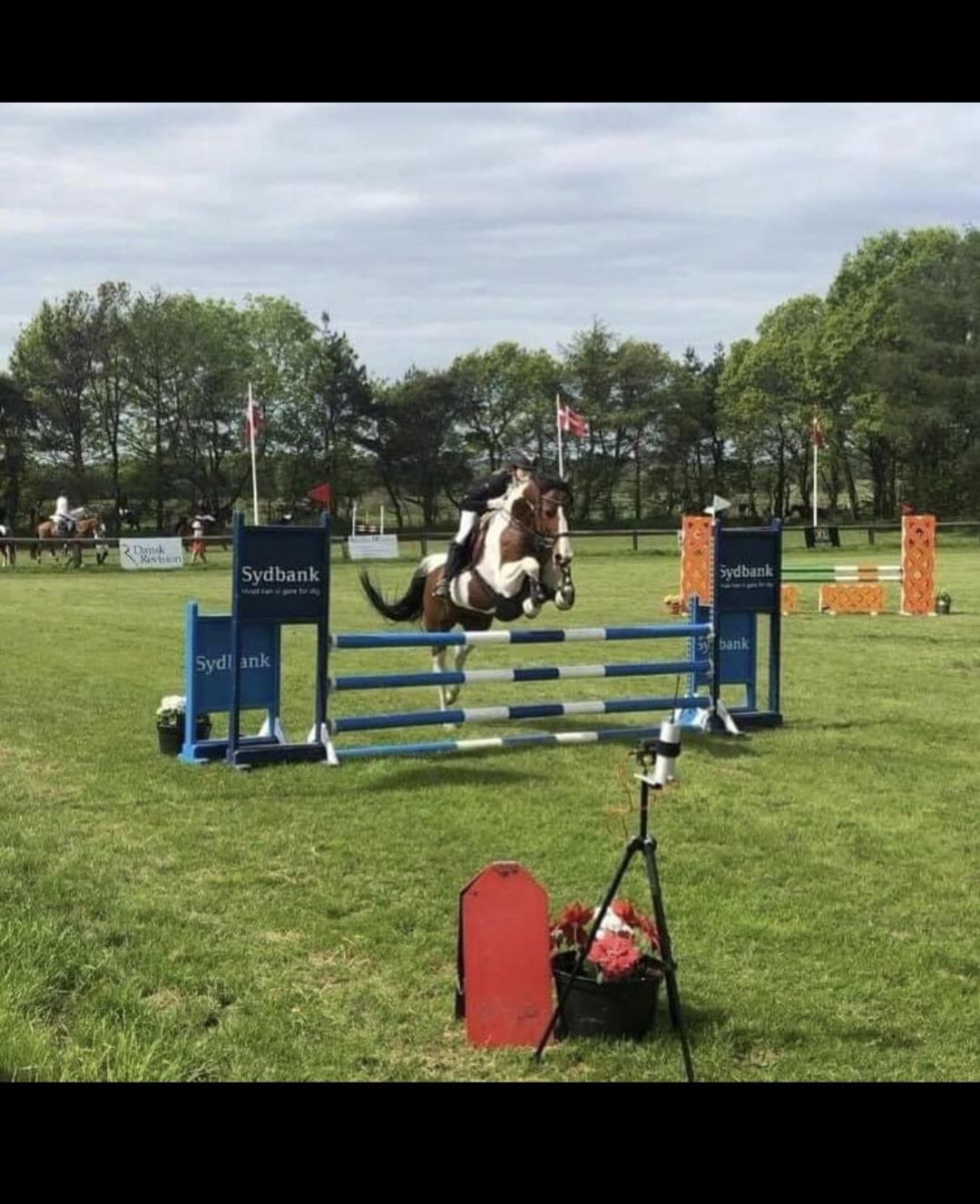 Pinto Sasja billede 12