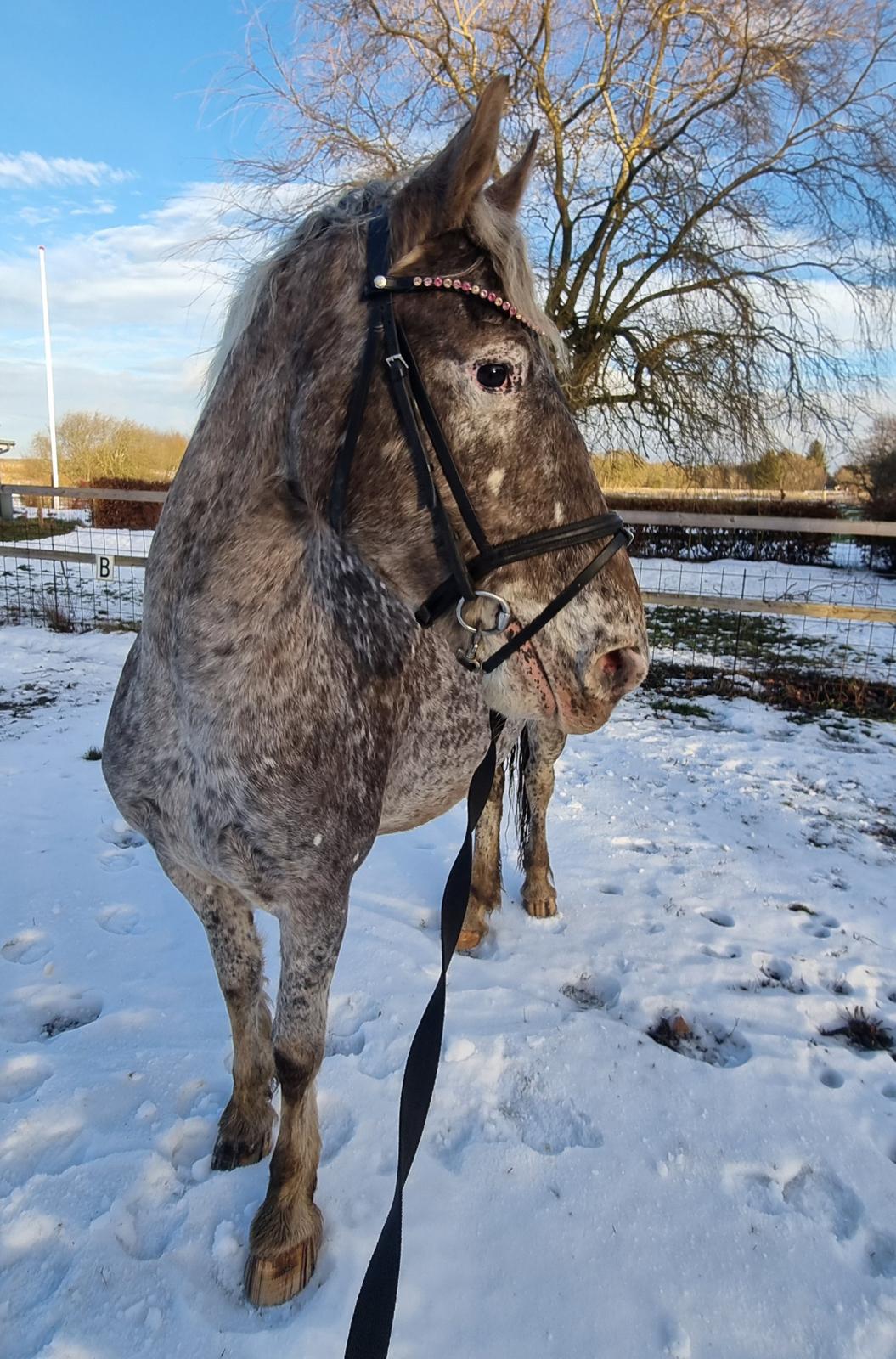 Anden særlig race Beuty billede 50