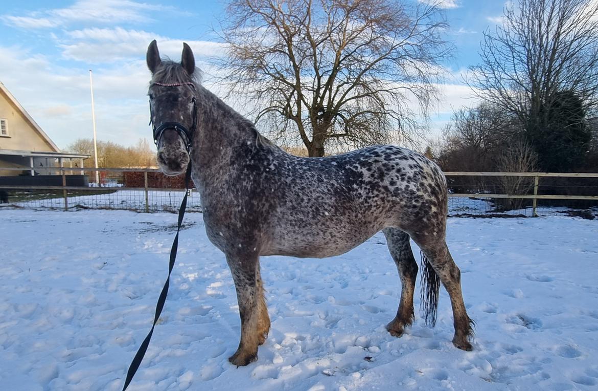 Anden særlig race Beuty billede 1